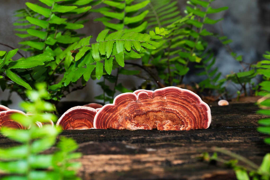 Reishi pecsétviaszgomba természetes formában