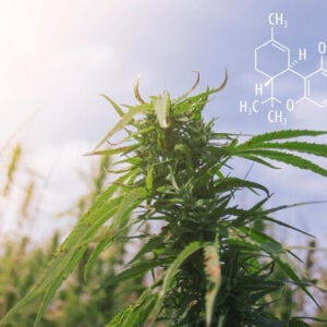 Kép arról, hogy mi az a THC