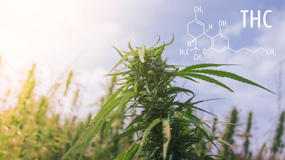 Kép arról, hogy mi az a THC