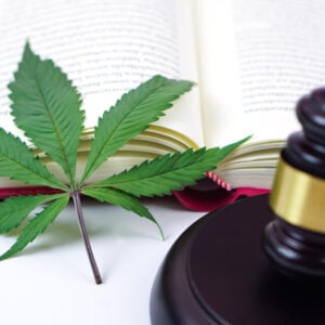 A legális THC tartalom határértéke Magyarországon