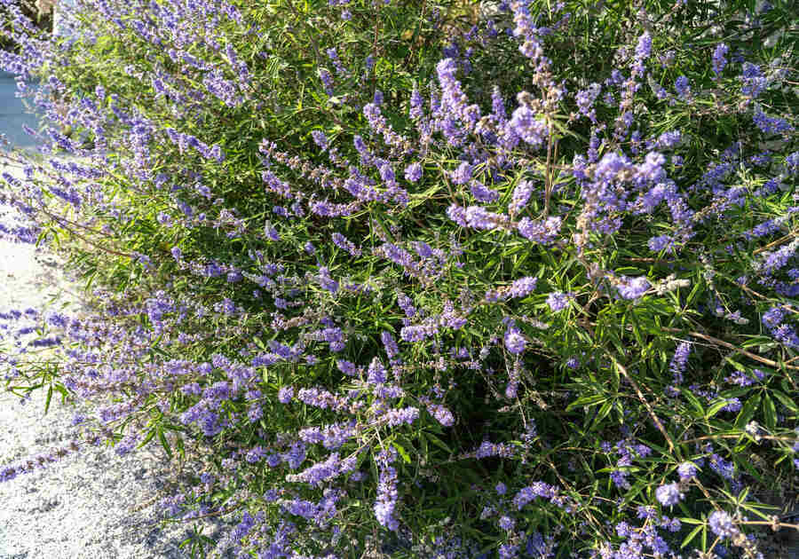 barátcserje növény, vitex agnus-castus természetes környzetben